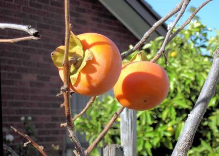 Cultivarea persimmons din oase, lumea animalelor și a plantelor