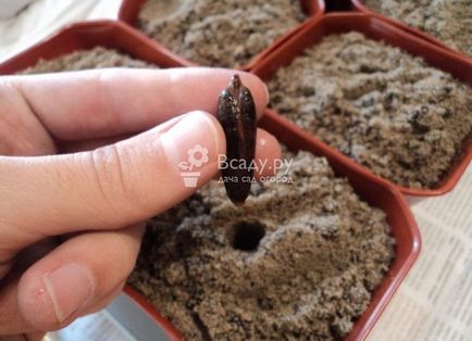 Cultivarea soiuri curmale Sharon la domiciliu ca plantate și plantate