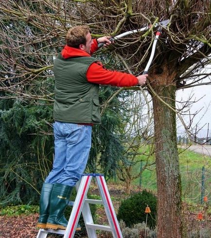 Relații înalte sau unde și cum să plantați copaci