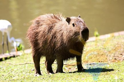 Cappybara cappilar este cel mai mare rozătoare din lume