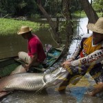 Водосвинка капибара є найбільшим гризуном у світі