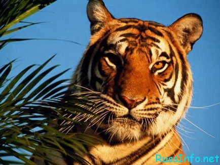 Східний гороскоп на 2017 рік для тигра