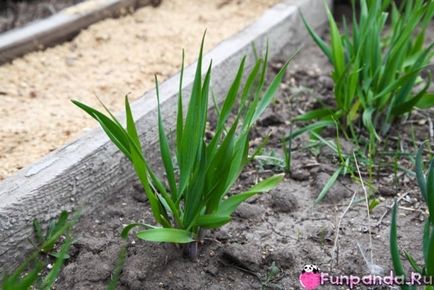 Este pe cale să înceapă sezonul - usturoi sălbatic (halba, bulb, ceapă) - o casă panda