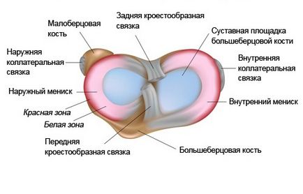 Totul despre meniscul medial, schimbările degenerative ale cornului