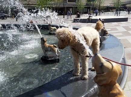 În Toronto se va deschide o fântână cu câini - orașul zooinform