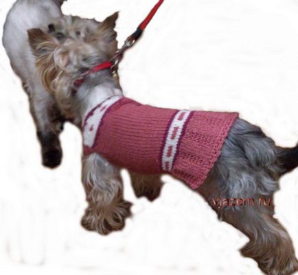Tricotat pentru un rochie de câine cu ace de tricotat cu un model