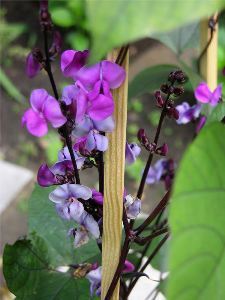 Liliac curly - înlocuirea internă a liane - Kamenskoe (Dneprodzerzhinsk)