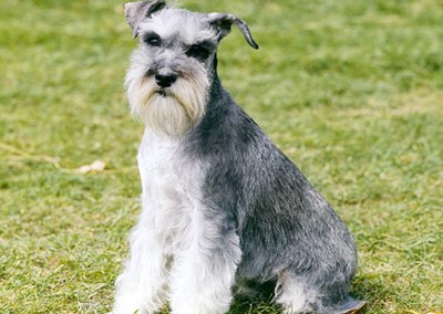 Caracterul unui schnauzer miniatural