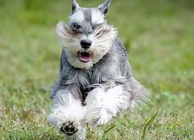 Caracterul unui schnauzer miniatural