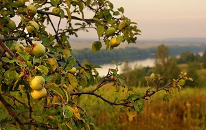 Méz almafa a fajta leírását, ültetés, vélemények