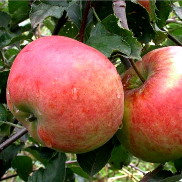 Méz almafa a fajta leírását, ültetés, vélemények