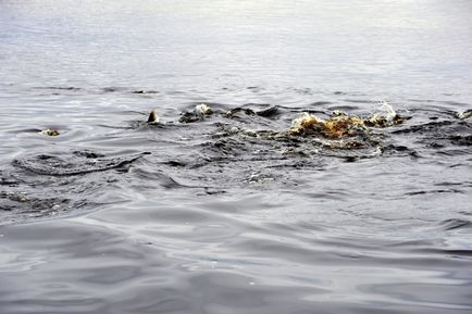 За дивовижними морськими красотами наполегливі сахалінци їдуть на мис велетень