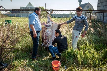 O femeie poate ucide de asemenea un berbec 