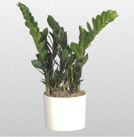 Zamiokulkas, zamioculcas (copac dolar) - zona ghiveciului