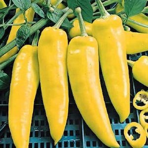Жовтий перець опис і відмінні характеристики різноманітних сортів
