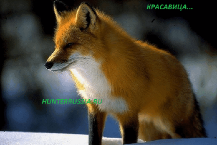 Життя лисиці - спостереження мисливця