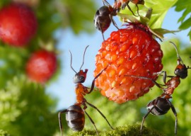 Bugs în făină și crupe cum să scape de bug-uri gros negru