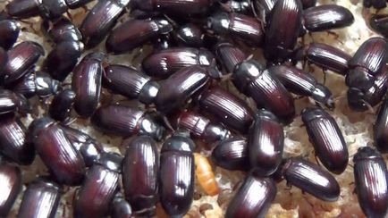 Beetle vindecător cu hepatită proprietăți utile, contraindicații