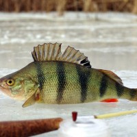 Pescuitul de iarnă pentru începători - cum se face pentru prima dată pentru pescuitul de iarnă