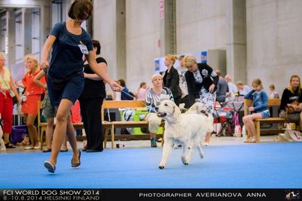 Retriever de aur și vânătoare