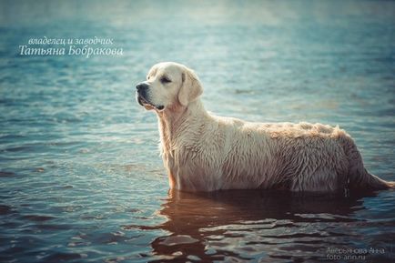 Retriever de aur și vânătoare