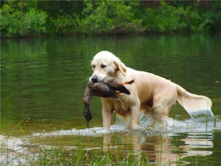 Golden retriever és a vadászat