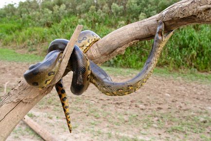 10 Fapte despre gigantul anaconda este interesant!