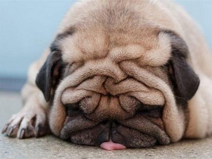 15 Собак, які неймовірно втомилися