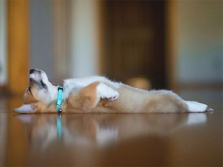 15 Собак, які неймовірно втомилися