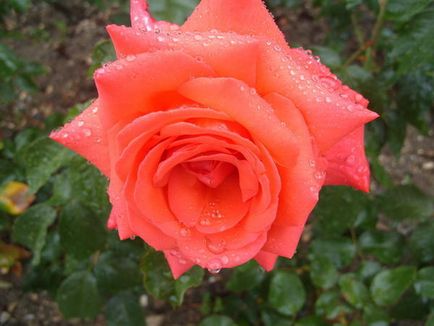 20 Cel mai bun trandafir de ceai roșu pentru cabana de vară