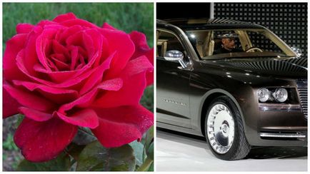 20 Найкращих червоних чайно-гібридних троянд для вашої дачі