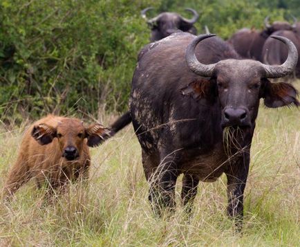 Африканські буйволи опис, різновиди