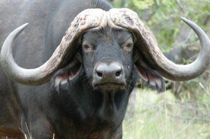 Африканські буйволи опис, різновиди