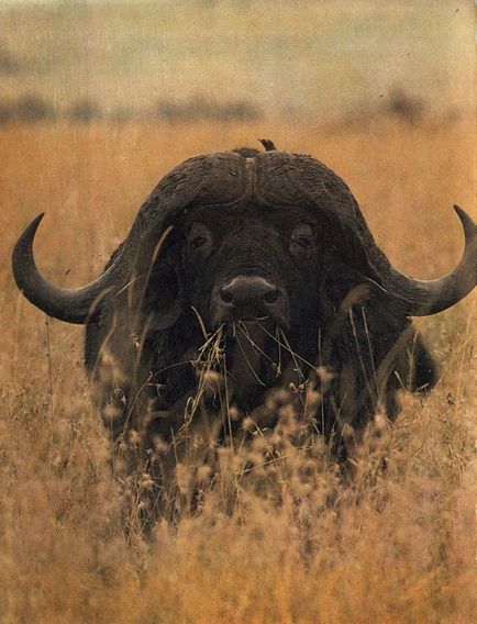 Африканський буйвол