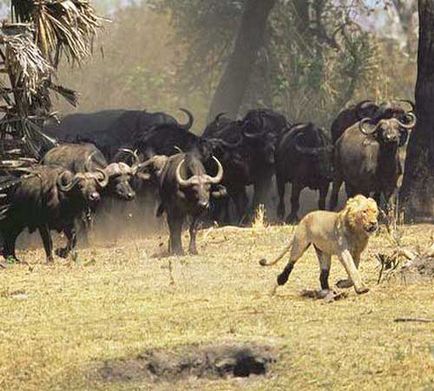 Bivol african, fotografie