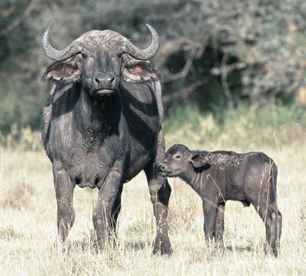 Bivol african, fotografie