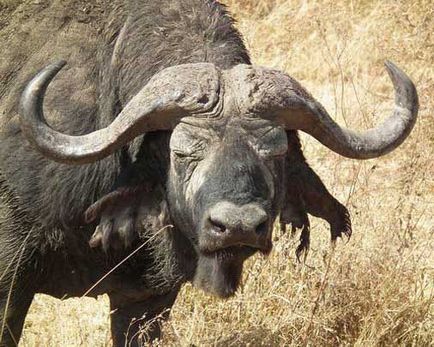 Bivol african, fotografie