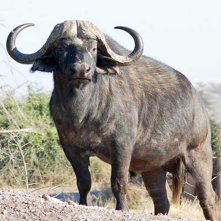 Африканський буйвол, фото