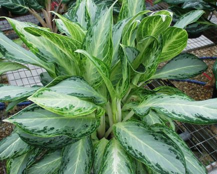 Aglaonema cultivare și îngrijire la domiciliu