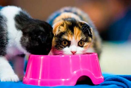 Comportamentul agresiv al pisicilor cu alimente