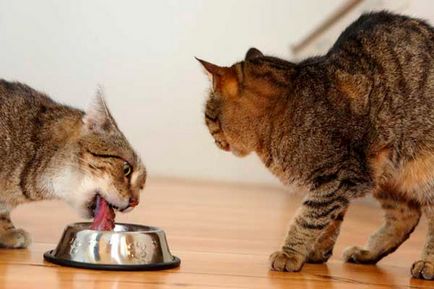 Comportamentul agresiv al pisicilor cu alimente