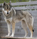 Aguti - színek Husky (Husky) Aguti - Husky színek