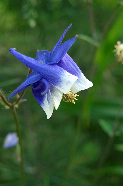 Aquilegia (bazin hidrografic, orlik) selecție varietate și creștere în aer liber