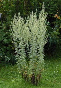 Allergiás a fekete üröm (allergia) Allergiás a fekete üröm