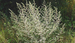 Allergiás a fekete üröm (Artemisia) Allergiás a fekete üröm