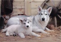 American Tundra Sheepdog, American Wolf Dog fotografie, descrierea rasei, îngrijire