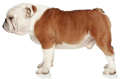 English Bulldog descrierea rasei de caini, materiale foto si video, comentarii despre rasa