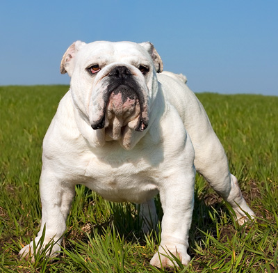 English Bulldog descrierea rasei de caini, materiale foto si video, comentarii despre rasa