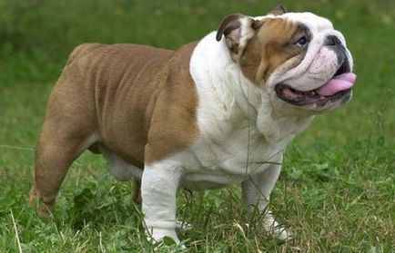 Angol bulldog - Breed leírás, karakter, fotó és videó véleménye a tulajdonosok