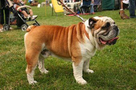 Angol bulldog - Breed leírás, karakter, fotó és videó véleménye a tulajdonosok